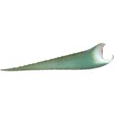 ALOE VERA FRAIS LE KG