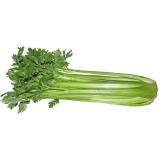 CELERI VERT BRANCHE LE KG