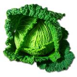 CHOU FRISE KG