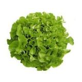 SALADE BATAVIA CHENE/LAITUE