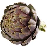 ARTICHAUT VIOLET  LE KG