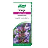 SAUGE