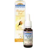 BOURGEON DE MARRONNIER